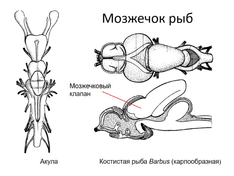 Мозжечок рыб Акула           